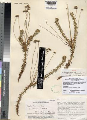 Kew Gardens K000293216:  Harley, R.M.; Mayo, S.J.; Storr, R.M.; Santos, T.S.; Pinheiro, R.S. [19725] Brazil