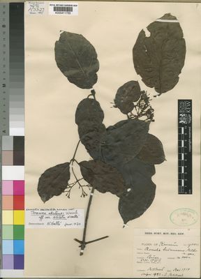 Kew Gardens K000411755:  s.coll. [s.n.] Central African Republic