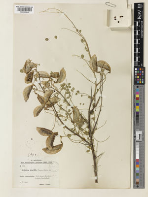 Kew Gardens K000950848:  Sintensis, P.E.E. [1705] Turkmenistan