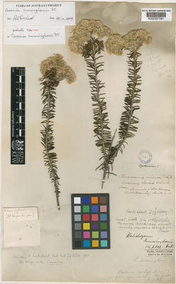 Kew Gardens K000357091:  s.coll. [s.n.] Australia