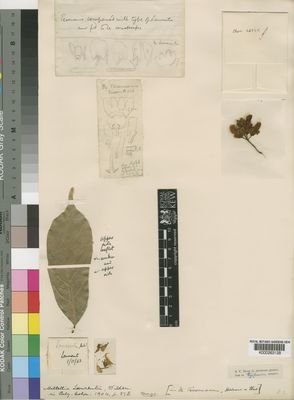 Kew Gardens K000263128:  Laurent [s.n.] Congo, Republic of the