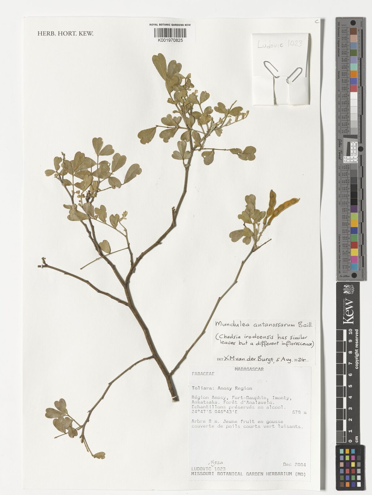 Mundulea antanossarum