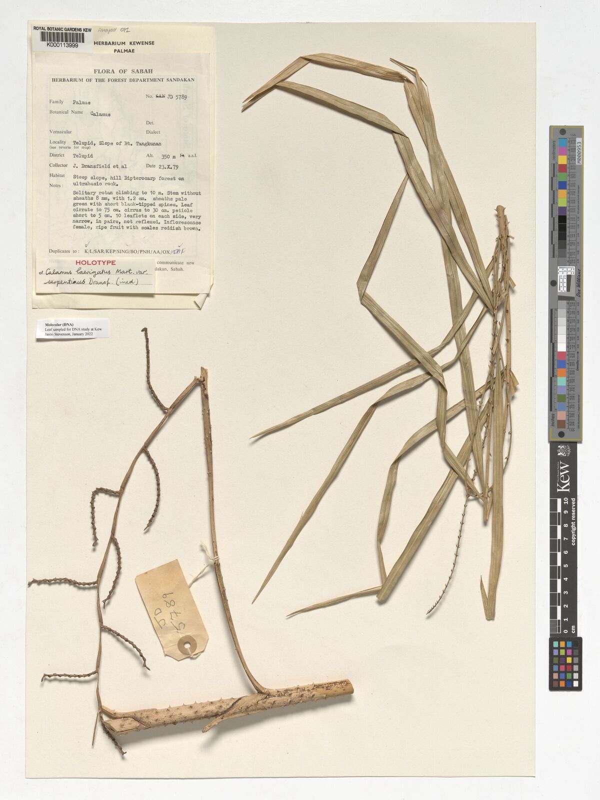Kew Gardens K000113999:  Dransfield, J. [JD5789] Malaysia