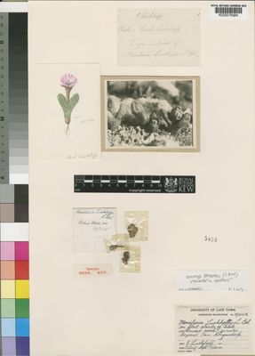 Kew Gardens K000076484:  Luckhoff, J. [19248] South Africa