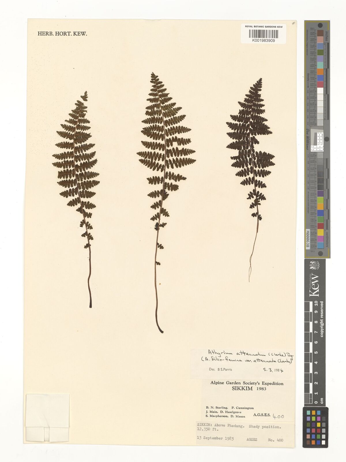Athyrium attenuatum
