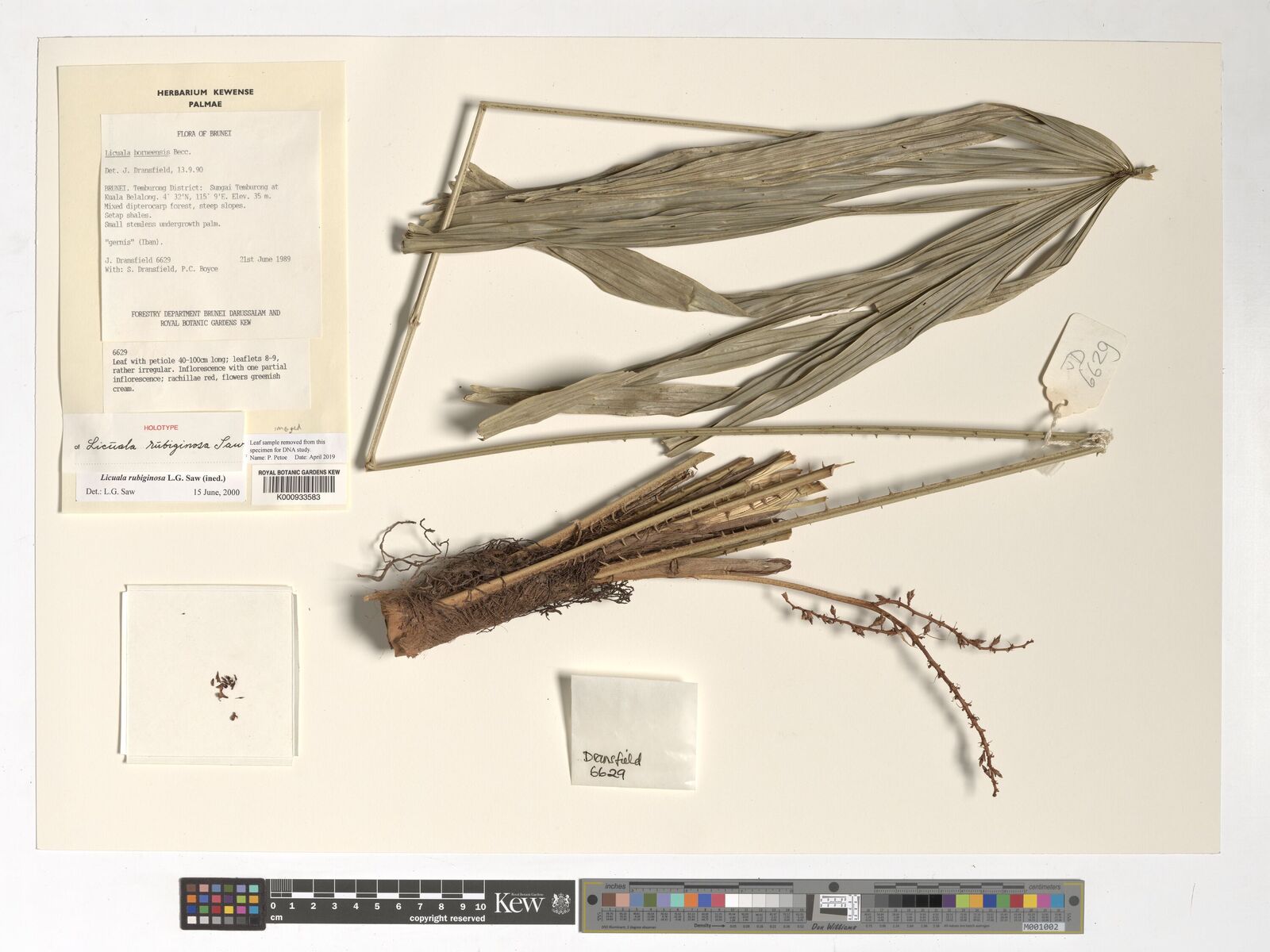 Kew Gardens K000933583:  Dransfield, J.; Dransfield, S.; Boyce, P.C. [6629] Brunei
