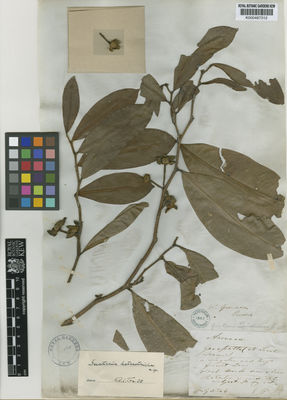 Kew Gardens K000487312:  Purdie [s.n.] Colombia