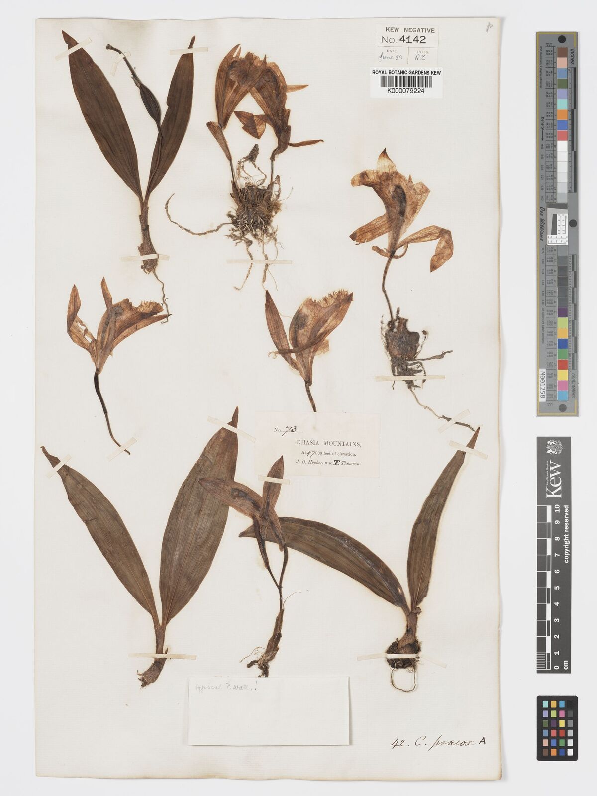 Kew Gardens K000079224:  Hooker, J.D. [73] India