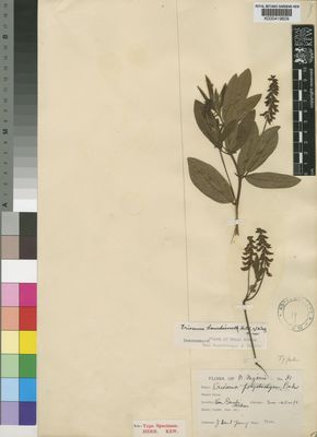 Kew Gardens K000419609:  Dent Young, J. [81] Nigeria