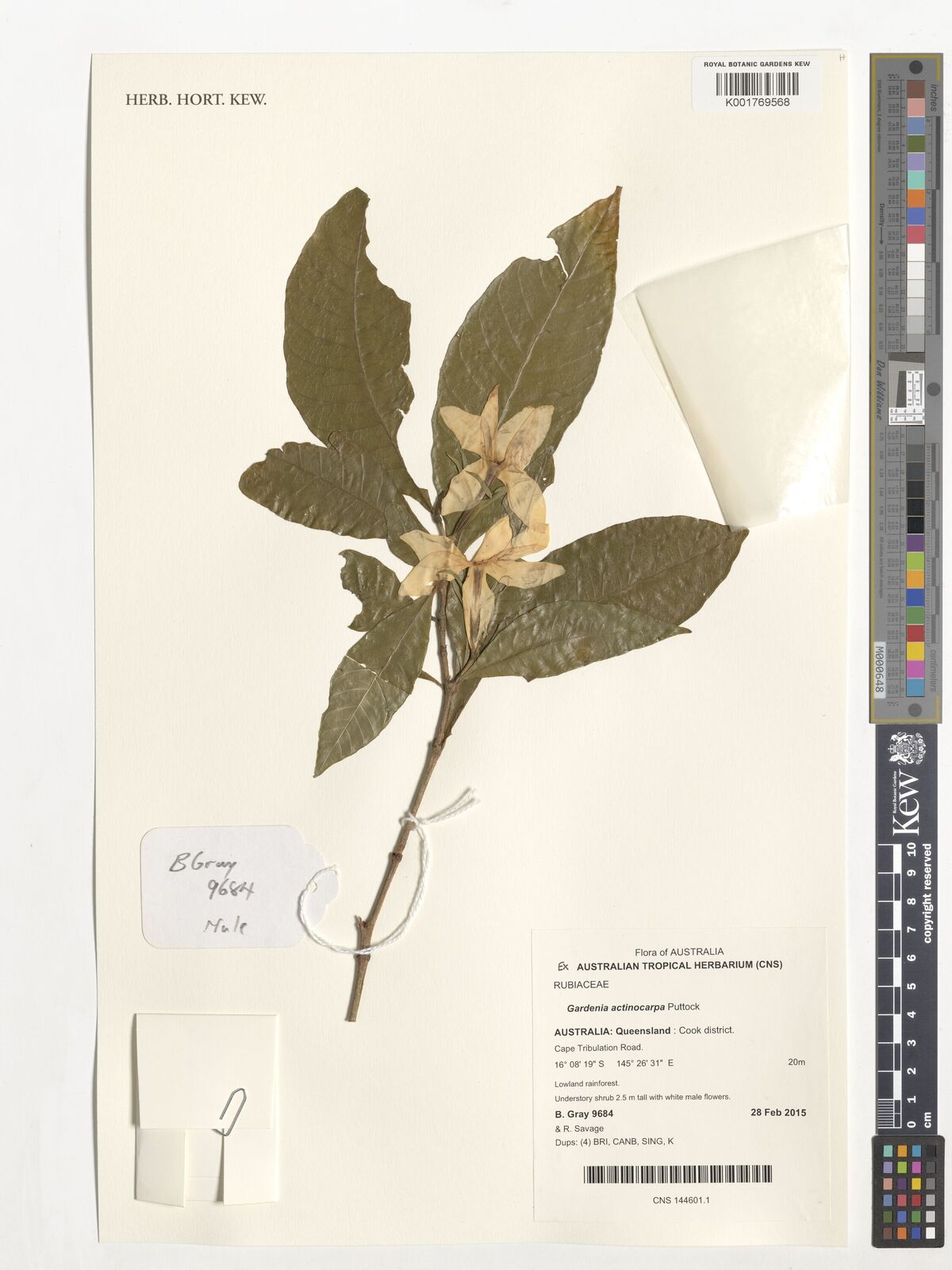 Gardenia actinocarpa Puttock | Plants of the World Online | Kew Science