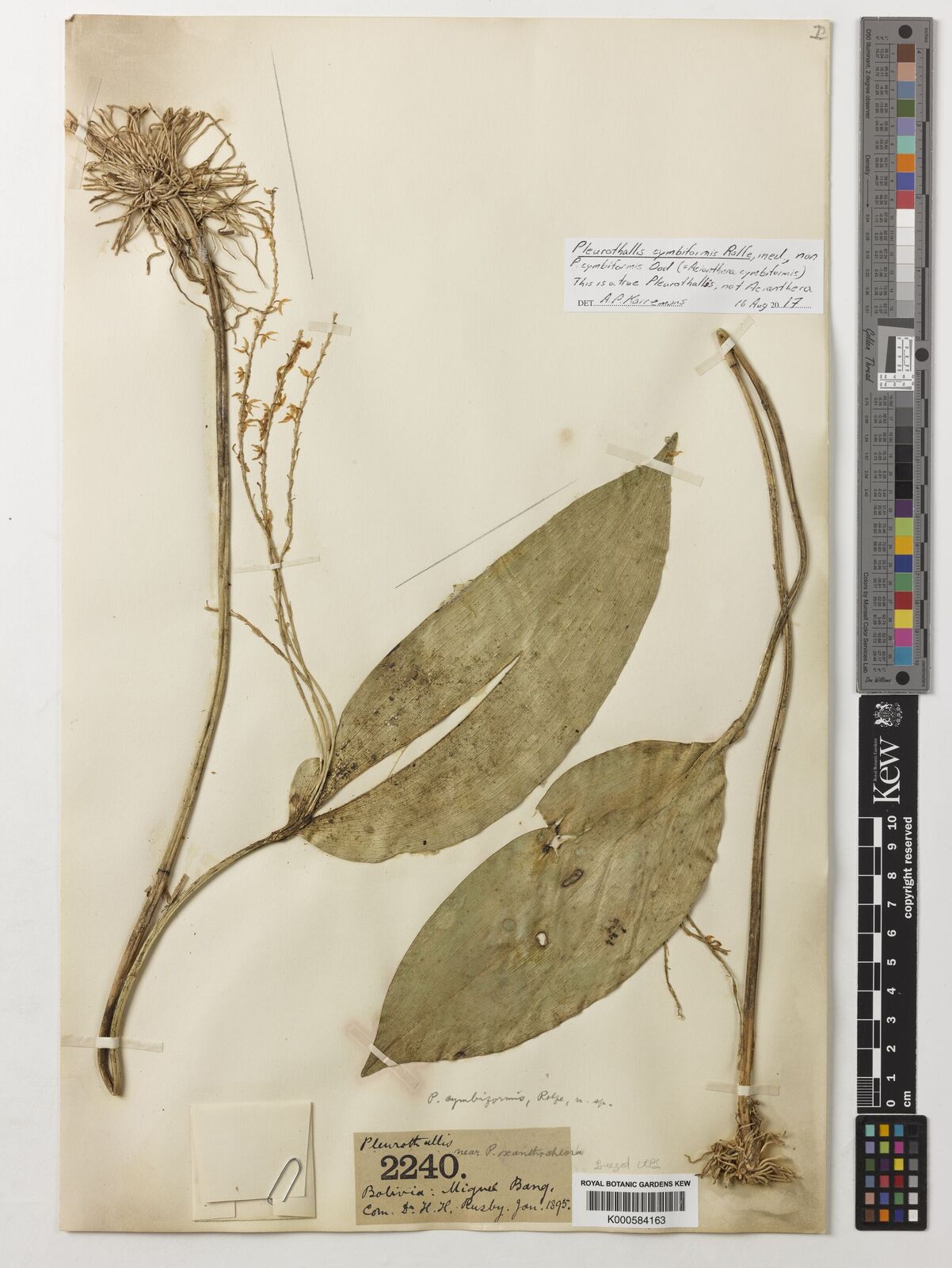 Kew Gardens K000584163:  Bang, M. [s.n.] Bolivia