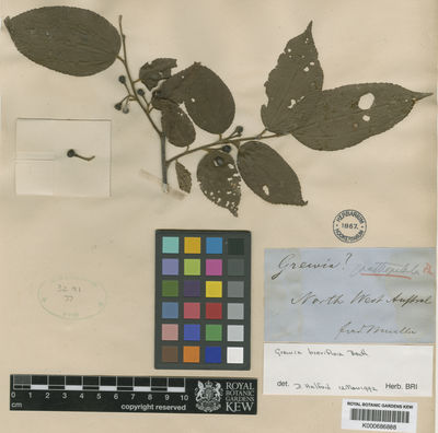 Kew Gardens K000686888:  Mueller, F.J.H., von [s.n.] Australia