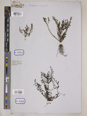 Kew Gardens K001109976:  s.coll. [Cat. no. 406]