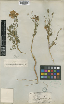 Kew Gardens K000694257:  s.coll. [1824] Syria