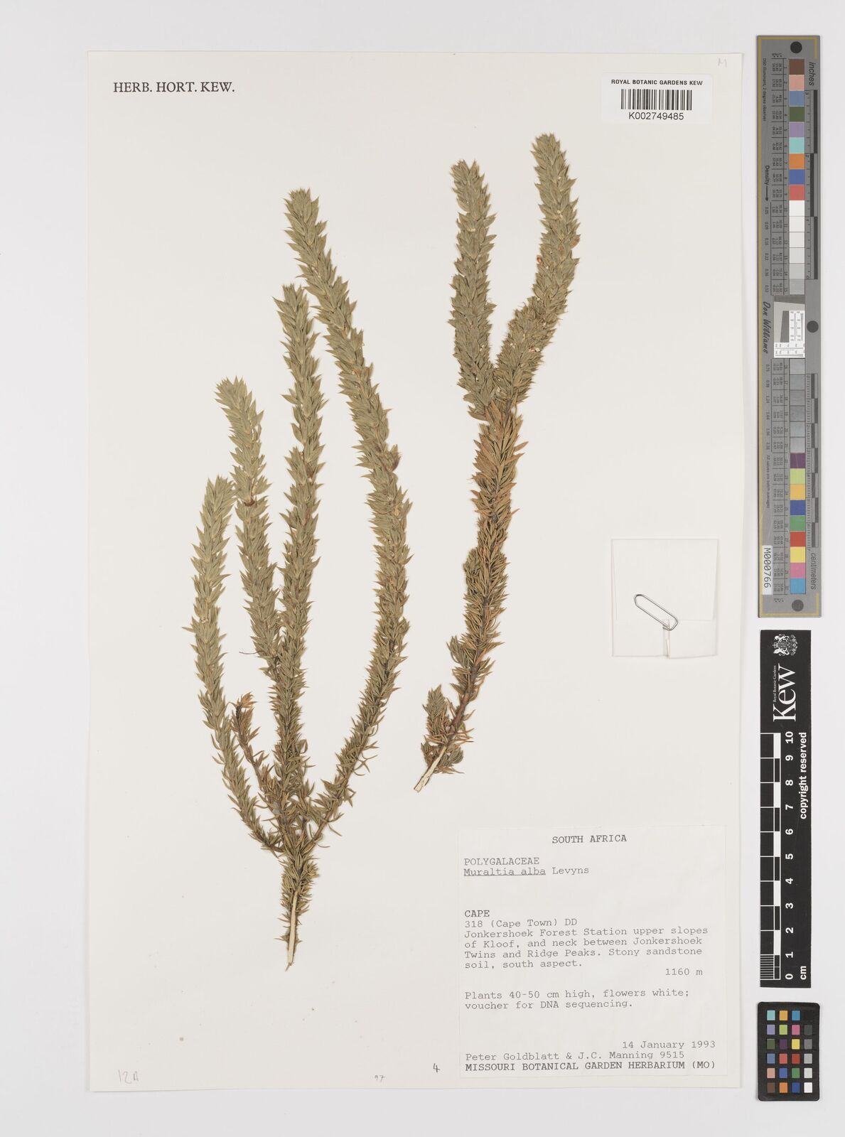 Muraltia alba