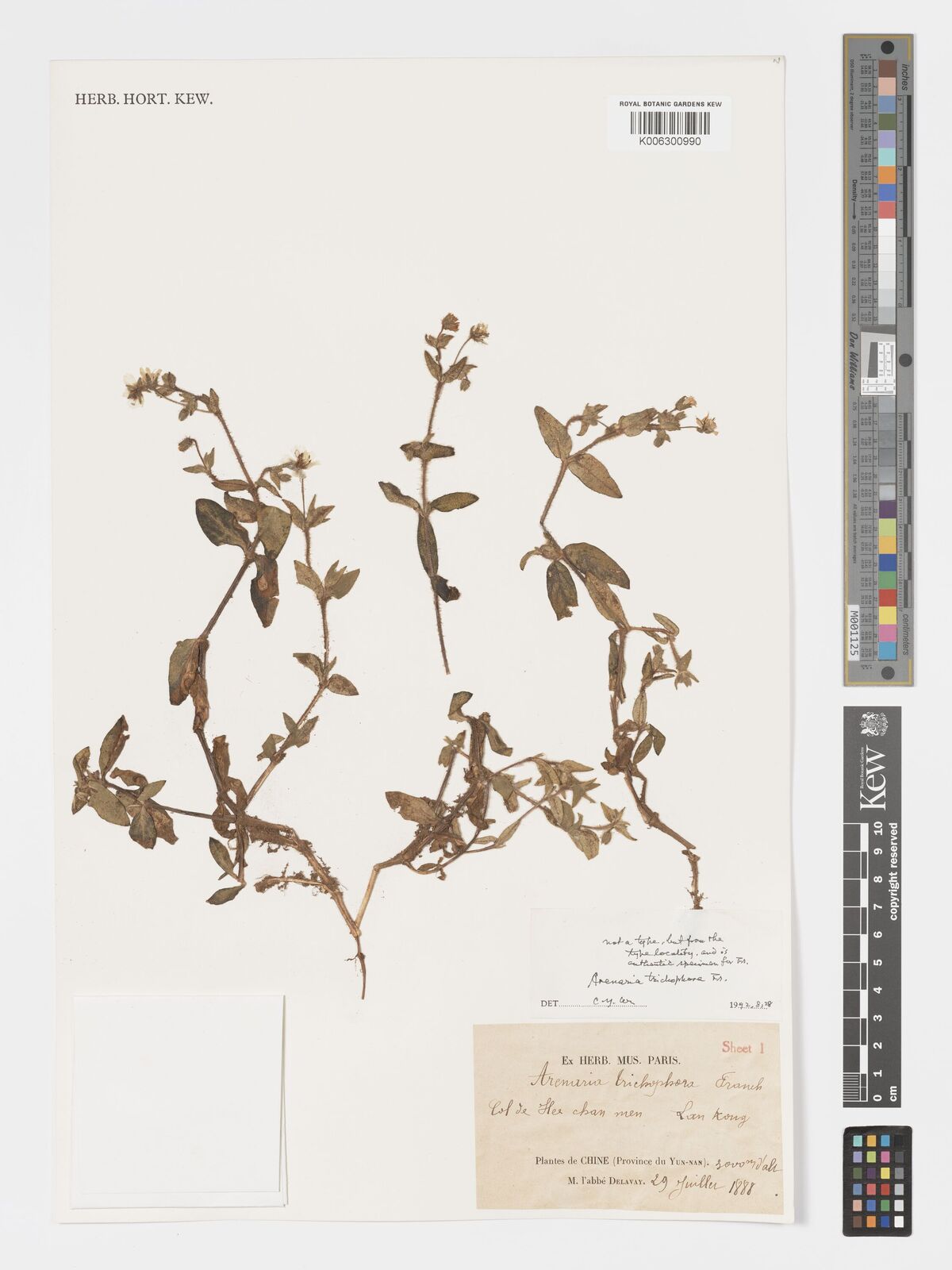 Arenaria trichophora