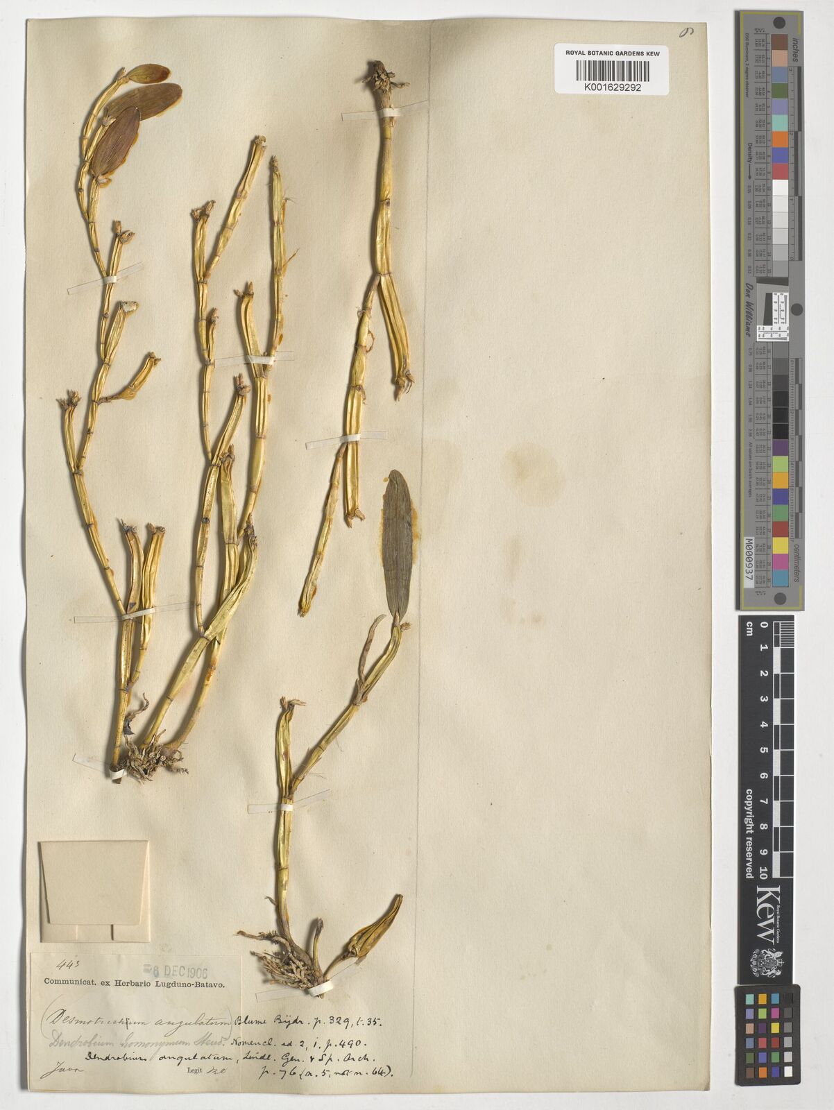 Dendrobium barbatum