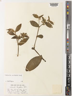 Kew Gardens K000501906:  s.coll. [s.n.]