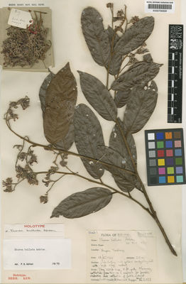 Kew Gardens K000700658:  Bikas, L.A.; Angga [BRUN 2003] Brunei