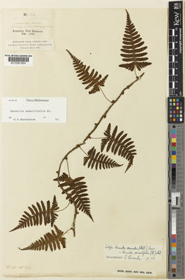 Kew Gardens K000061854:  s.coll. [64]