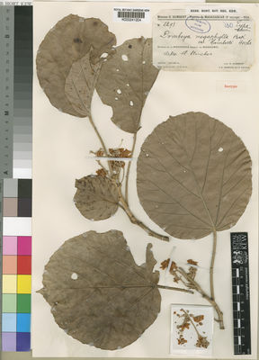 Kew Gardens K000241204:  Humbert, H.; Perrier de la Bâthie, J.M.H.A. [2293] Madagascar