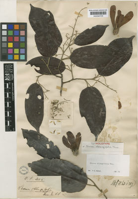 Kew Gardens K000587376:  s.coll. [3005] Sri Lanka