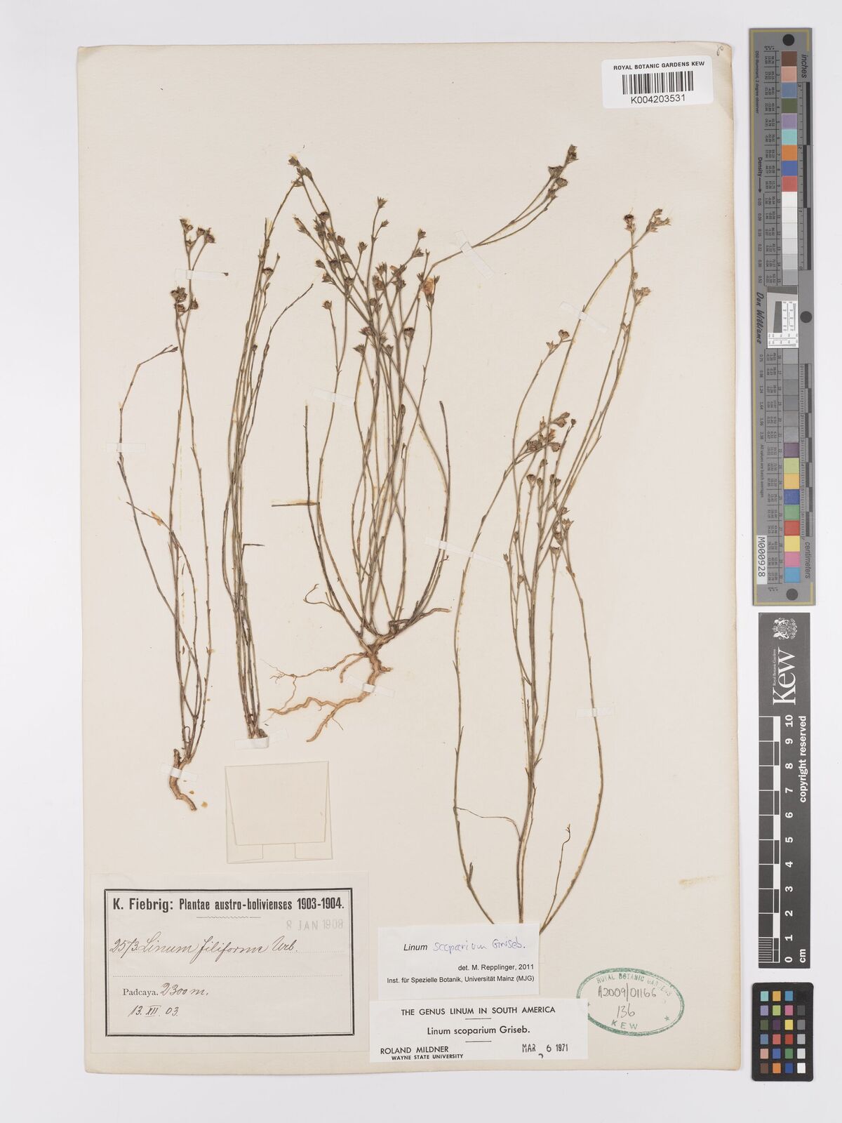 Linum scoparium