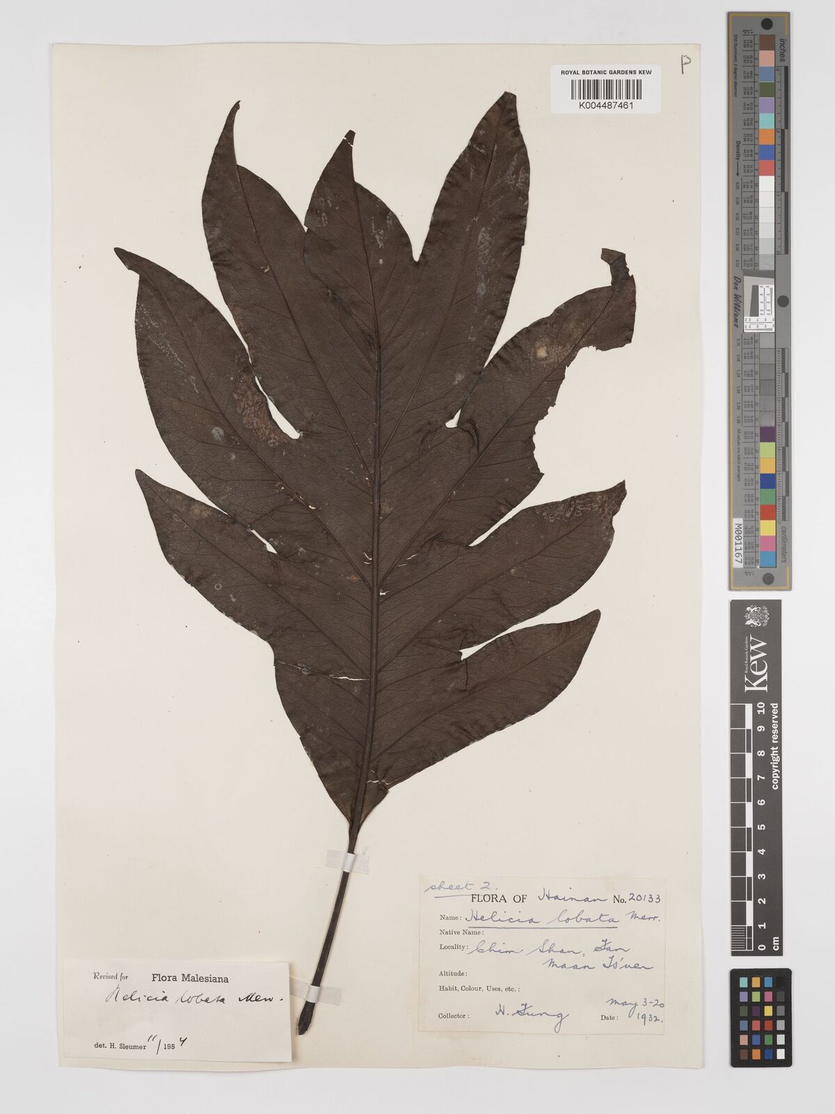 Heliciopsis lobata