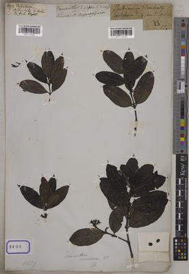 Kew Gardens K001125553:  s.coll. [Cat. no. 8459]