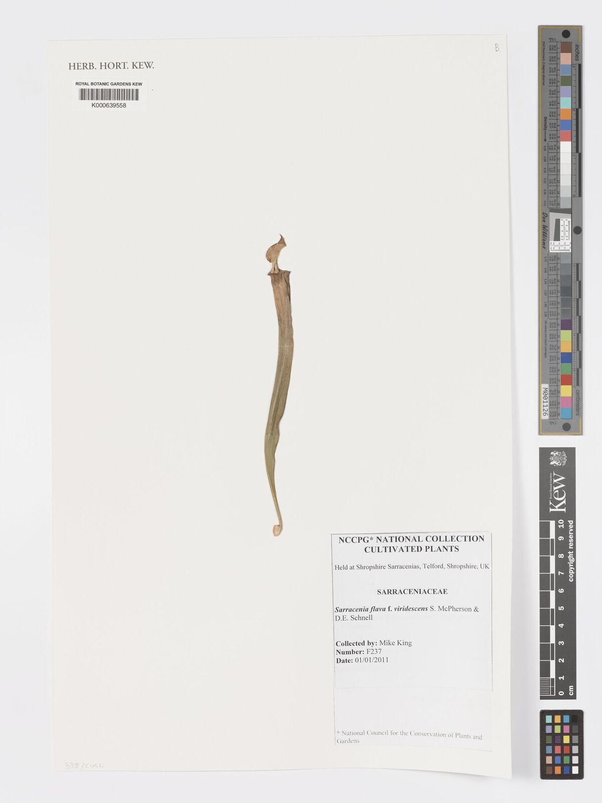 Kew Gardens K000639558:  King, M. [F237]