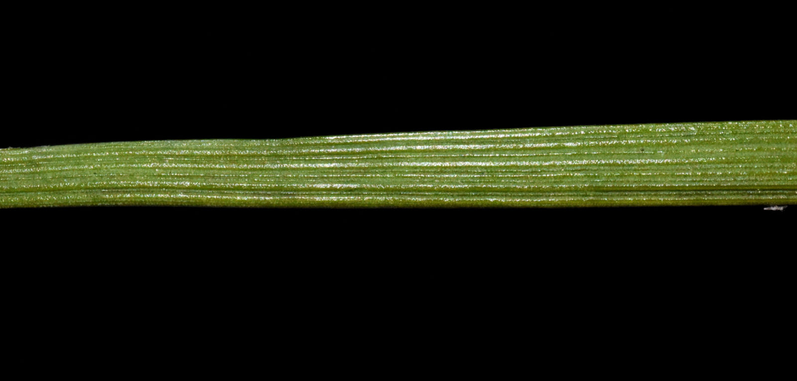 Conostylis juncea Endl. | Plants of the World Online | Kew Science