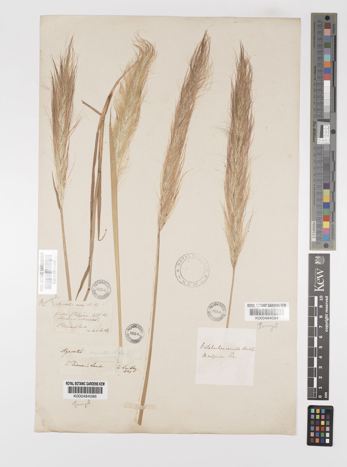 Pentapogon crinitus (L.f.) P.M.Peterson, Romasch. & Soreng | Plants of ...