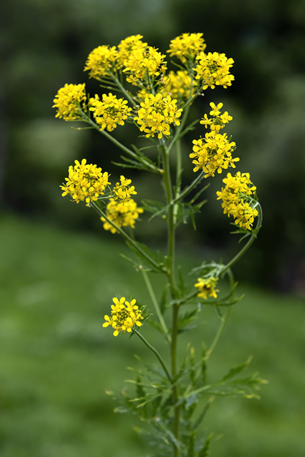 Descurainia Webb & Berthel. | Colombian Plants made accessible