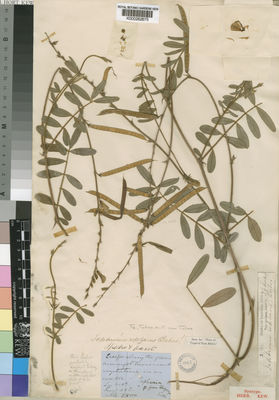 Kew Gardens K000262675:  unknown [s.n.] Tanzania