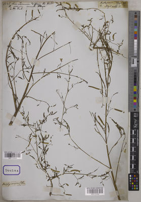 Kew Gardens K001121635:  s.coll. [Cat. no. 5665]