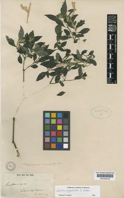 Kew Gardens K000529162:  Liebmann [s.n.] Mexico