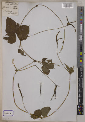 Kew Gardens K001121397:  s.coll. [Cat. no. 5592] India