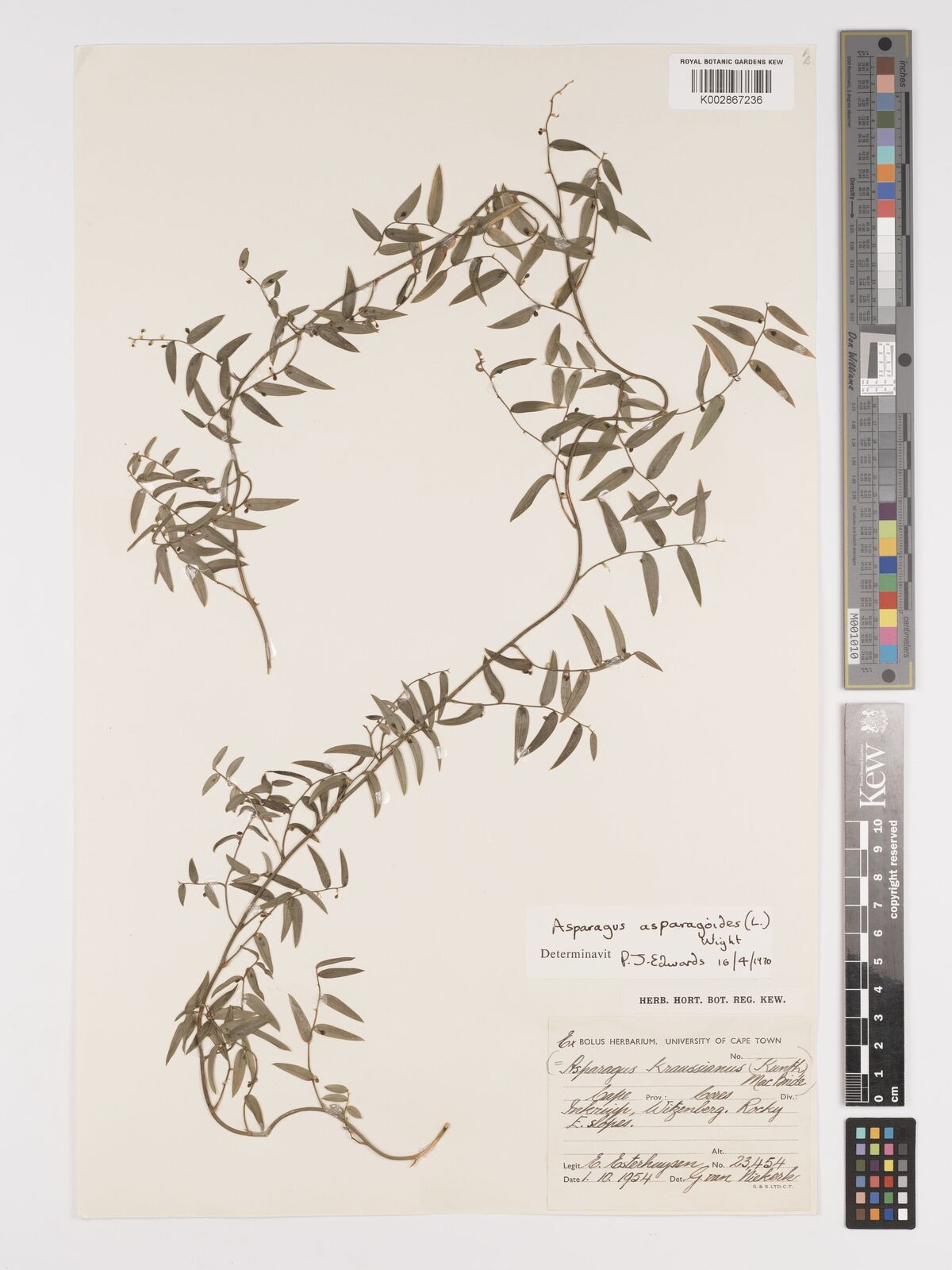 Asparagus kraussianus