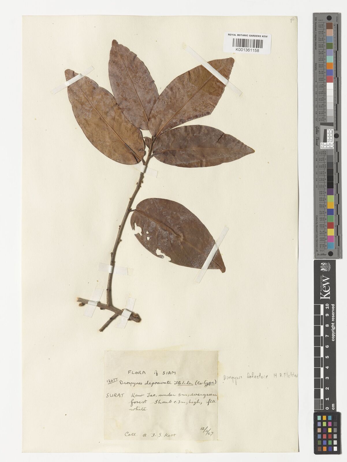 Kew Gardens K001361158:  Kerr, A.F.G. [12677] Thailand
