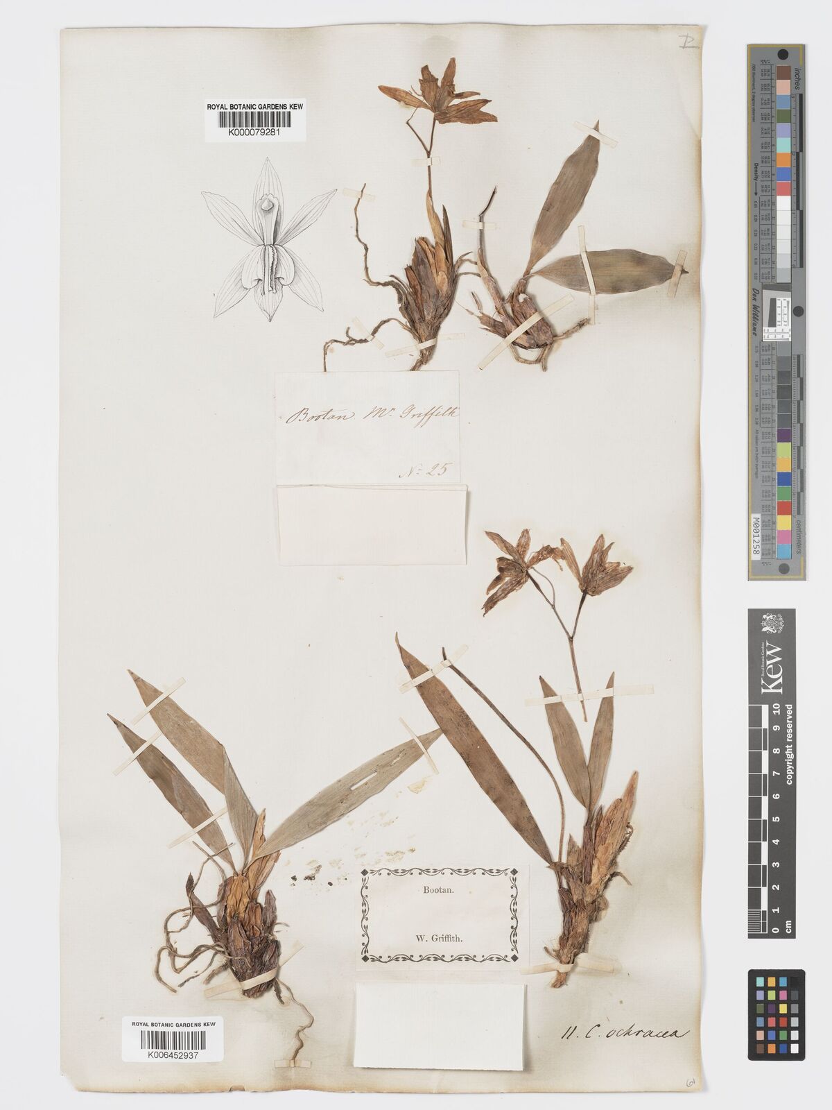 Kew Gardens K000079281:  Griffith, W. [25] India