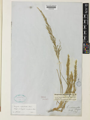 Kew Gardens K000643406:  Kotschy, T. [434a] Iraq