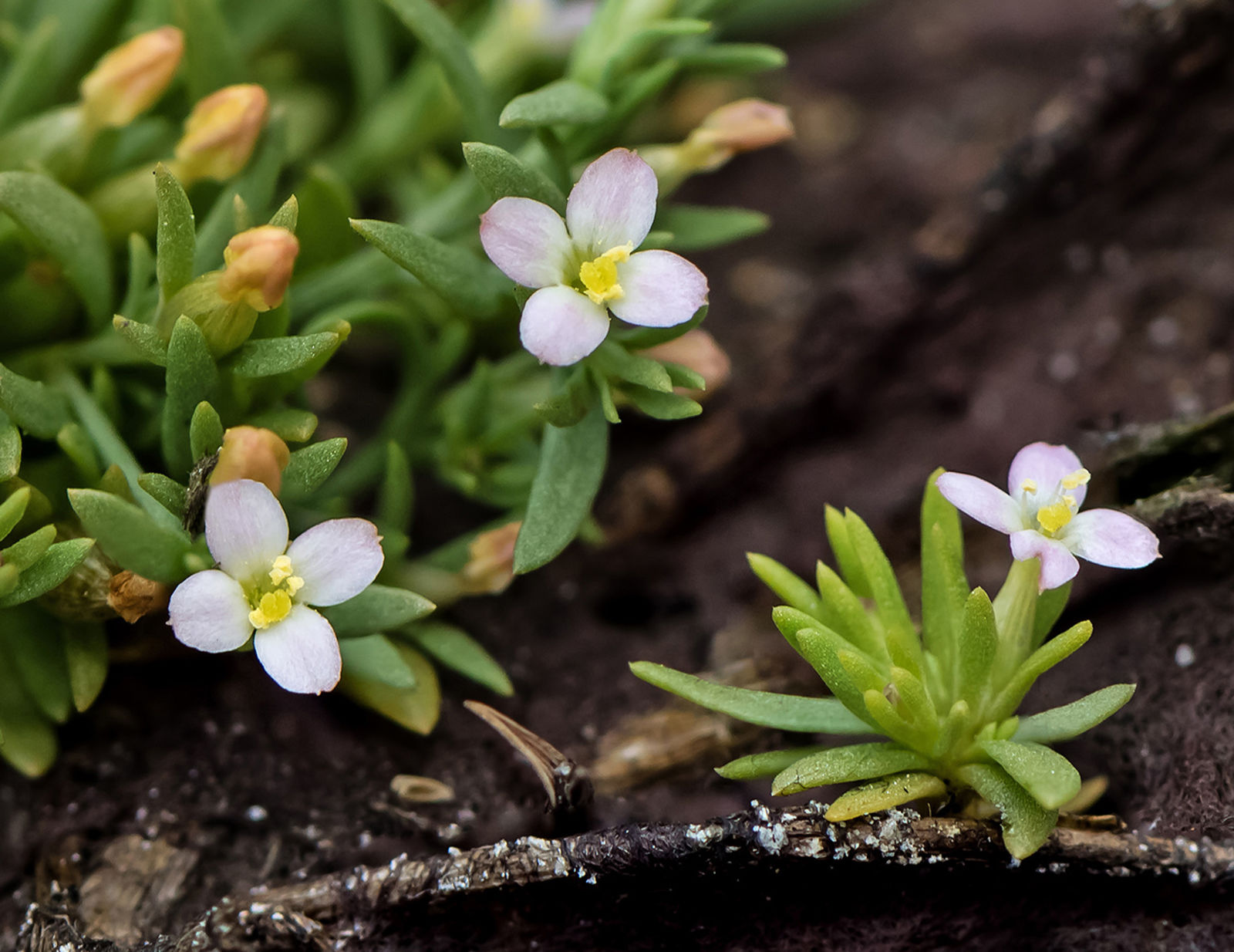 © copyright of the Board of Trustees of the Royal Botanic Gardens, Kew.