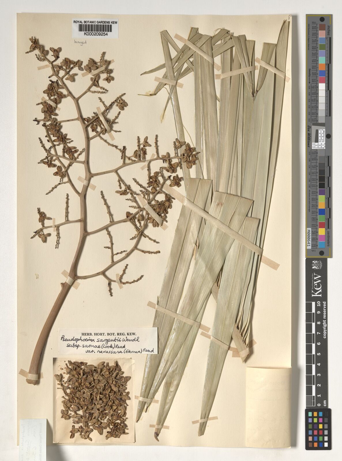 Kew Gardens K000209254:  Ekman, E.L. [H10802]