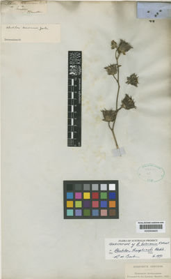 Kew Gardens K000659620:  Mueller, F. [s.n.] Australia