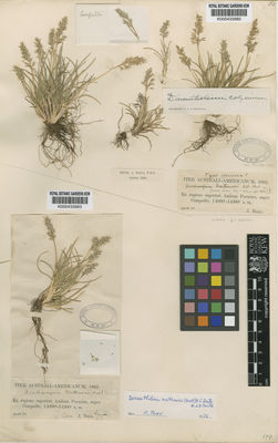 Kew Gardens K000433983:  Ball, J. [s.n.] Peru