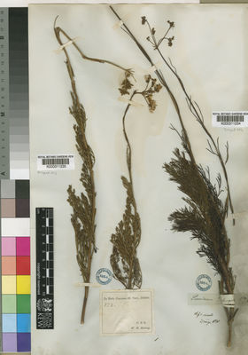 Kew Gardens K000311234:  Drege [s.n.] South Africa