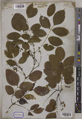 Kew Gardens K001122471:  s.coll. [Cat. no. 5878]