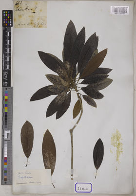 Kew Gardens K001116550:  Wallich, N. [Cat. no. 2606] Burma