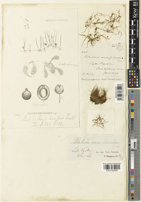 Kew Gardens K001092650:  Berggren, S. [s.n.] New Zealand