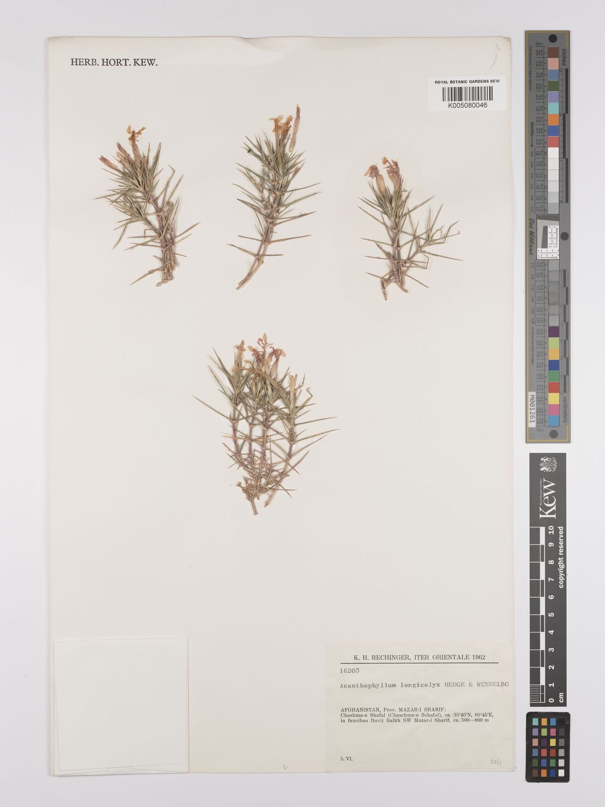Acanthophyllum longicalyx